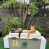 飼い猫から、捨て猫になり、色々あったけど、なんとか地域猫になれました。また飼い猫に戻りたいニャン☆