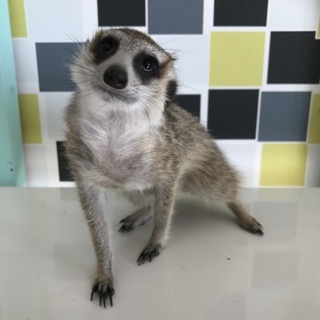 応募多数の為一時募集終了。ミーアキャットの里親募集