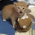 お願いします。里親になって下さい。