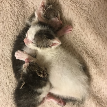 目も開かず捨てられた猫５匹を連れて帰り2週間