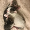 目も開かず捨てられた猫５匹を連れて帰り2週間