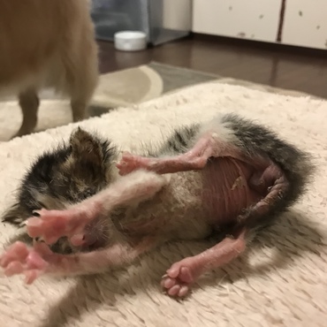  これ以上 やめて