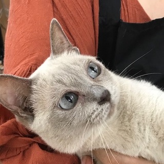 つぶらな瞳のトンキニーズの女の子