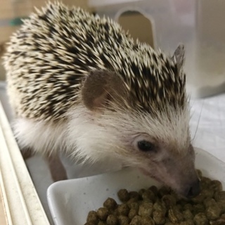 募集終了しました