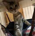 ゴロゴロしてくれる子猫