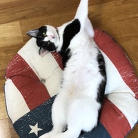 あんず