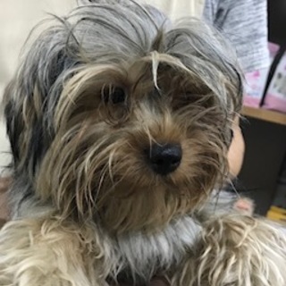 ヨークシャーテリアの男の子