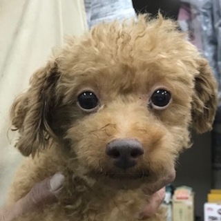 プードルの女の子