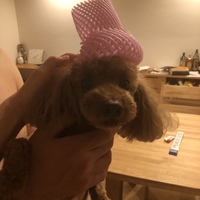 ココ