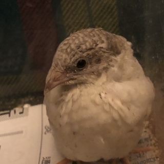 ヒメウズラの雛の里親になってください