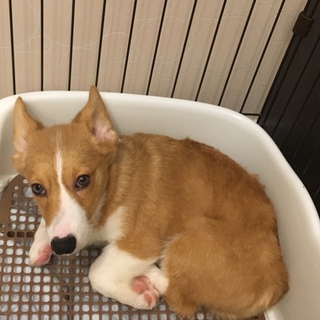かわいいコーギーです！