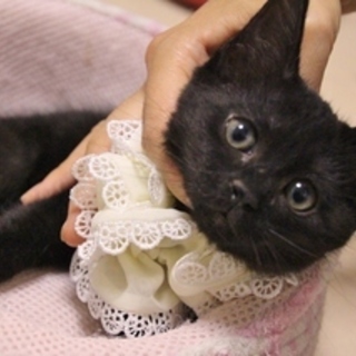 9/16銀座★コクロンちゃん★元気で素直な女の子