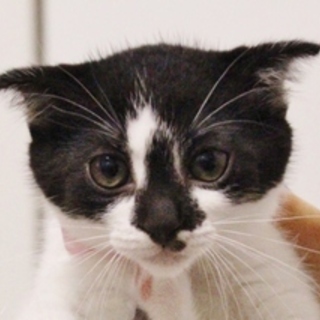 9/16銀座★コアランちゃん★お耳の小さい小柄女子