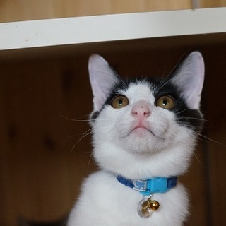 はちわれ「はち」くん里親様募集～