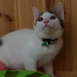 ハチワレキュートな「おかめ」ちゃん里親様募集～