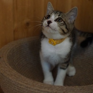 キジ白「さぶ子」ちゃん里親様募集～