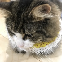 くらら