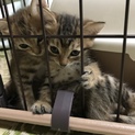 子猫の里親募集