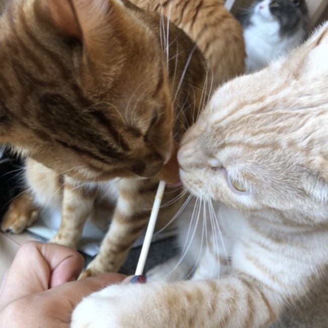 みくたすのカバー写真