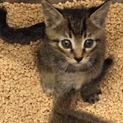生後1ヶ月の仔猫。獣医診断・ノミダニ駆除済。