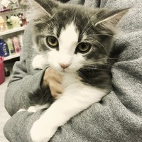 シャケ