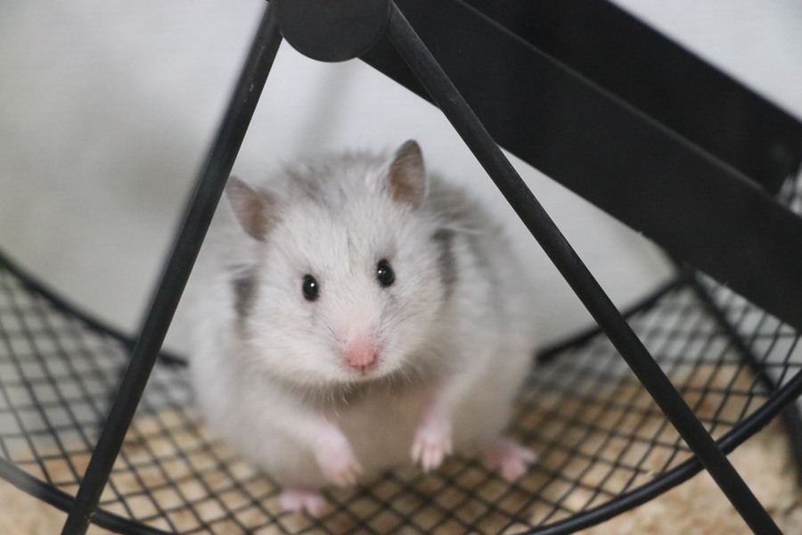 カラーハムスター 2匹 姉妹 福岡県 小動物の里親募集 ペットのおうち 月間利用者150万人