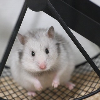 カラーハムスター♀2匹（姉妹）