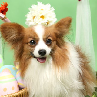 7歳オスのパピヨン