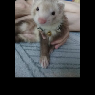 急募 フェレットの女の子