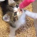 生後1ヶ月の仔猫。獣医診断・ノミダニ駆除済み。