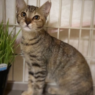 お目目クリクリ♡かわいいキジトラのレットちゃん