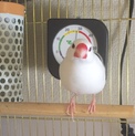白文鳥♀1歳9ヵ月程度の里親募集