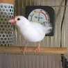 白文鳥♀1歳9ヵ月程度の里親募集 サムネイル2