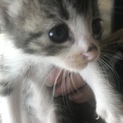 トラ柄子猫ちゃんの里親募集しております。