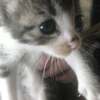 トラ柄子猫ちゃんの里親募集しております。