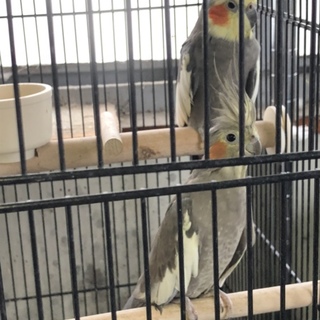 オカメインコのペア