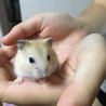 ジャンガリアンハムスター、里親さんみつかりました！ サムネイル5