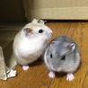 ジャンガリアンハムスター、里親さんみつかりました！ サムネイル7