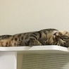 の写真