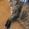 の写真