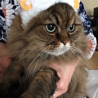 実家・義実家の動物達