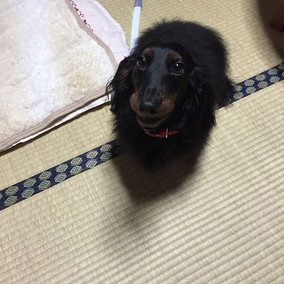 実家・義実家の動物達のカバー写真
