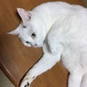 の写真