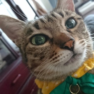 ワイヤーキャットのみやびちゃん