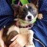 少しシャイですが、抱っこ好きの甘えんぼ、犬も好き サムネイル3