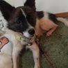 少しシャイですが、抱っこ好きの甘えんぼ、犬も好き サムネイル4