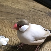 もんちゃん