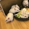 ゴールデンハムスター里親募集