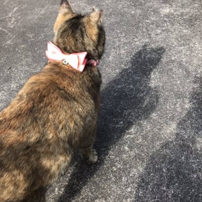 みなとんママのカバー写真