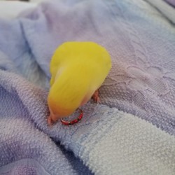 「てんちゅん」サムネイル2